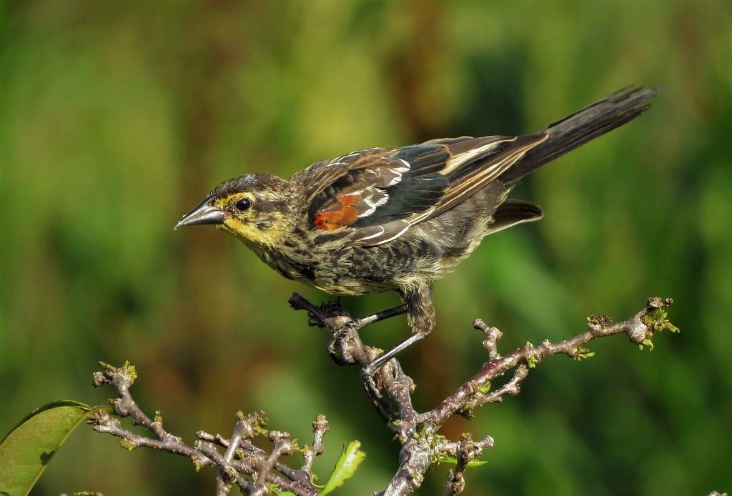 Red-winged Blackbird by YoungSue is marked with Public Domain Mark 1.0.